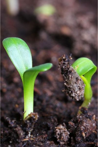 Organic Farming